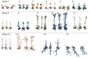 teaser: Example neurons for each spiny clusters of the BBP dataset, with apical
dendrites in lighter color and basal dendrites in darker color.