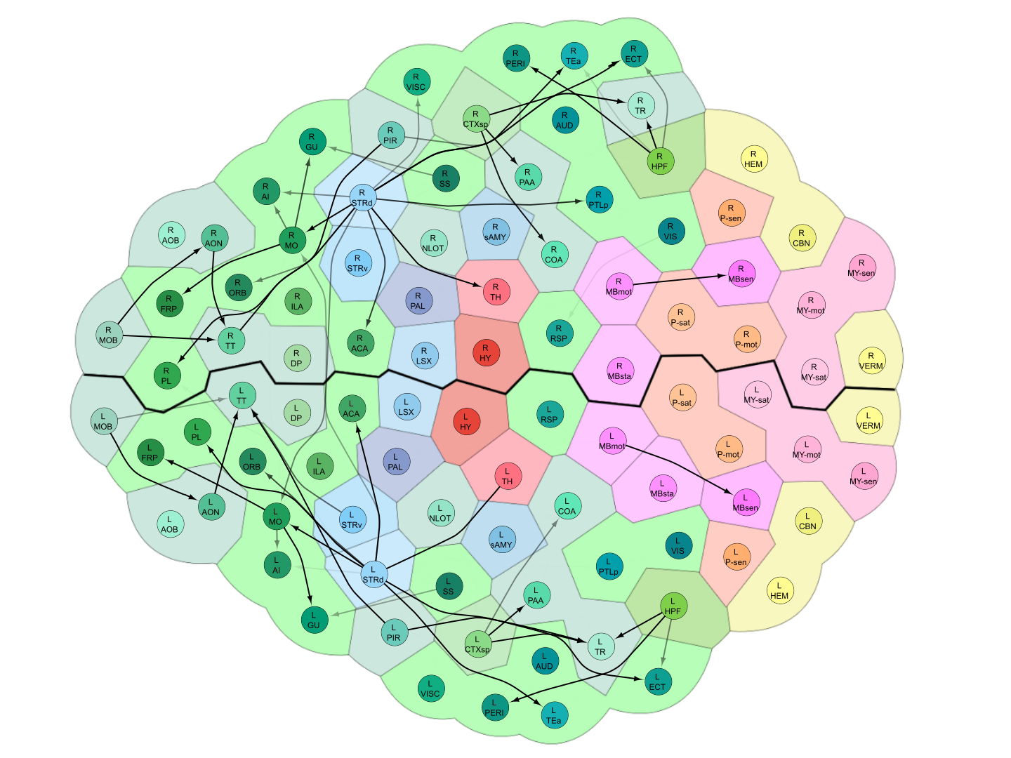 brain network